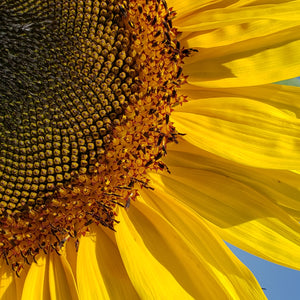 Photocard - Sunflower