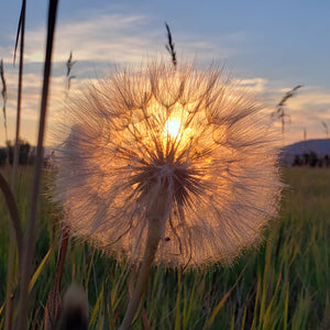 Photocard - Milkweed Sun