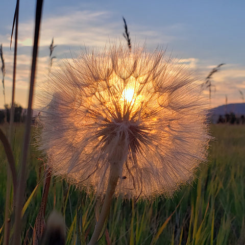 Photocard - Milkweed Sun