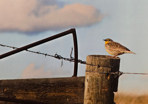 Photocard - Meadowlark