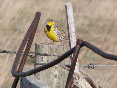 Photocard - Meadowlark