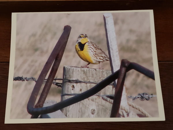 Photocard - Meadowlark