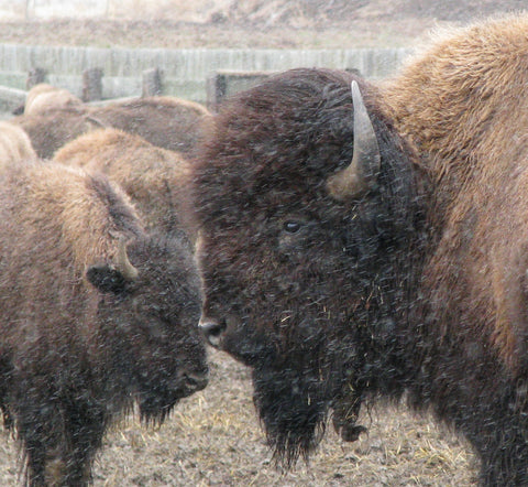 Photocard - Buffalo