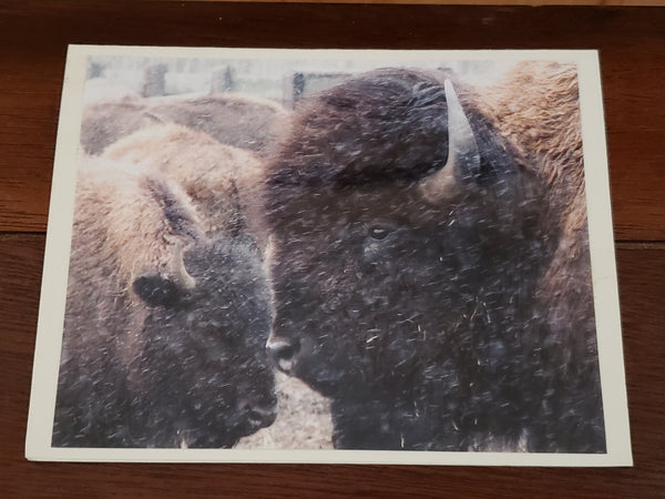 Photocard - Buffalo