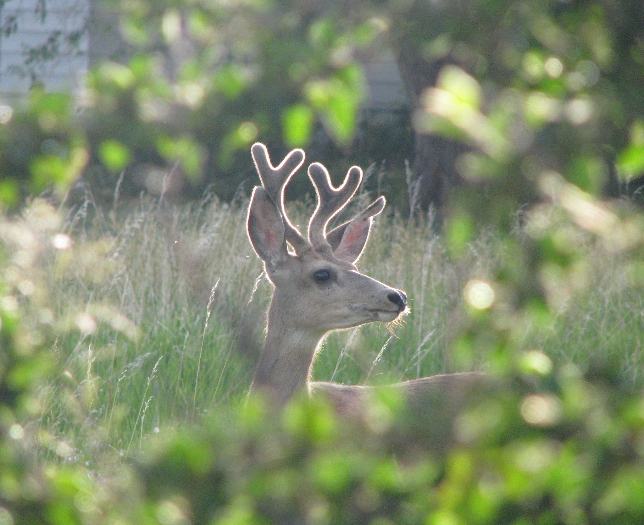Photocard - Deer