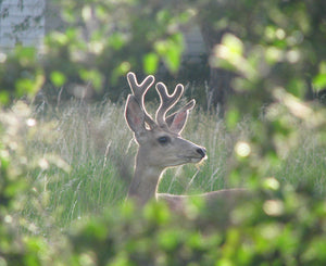 Photocard - Deer