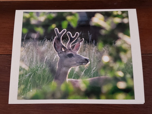 Photocard - Deer